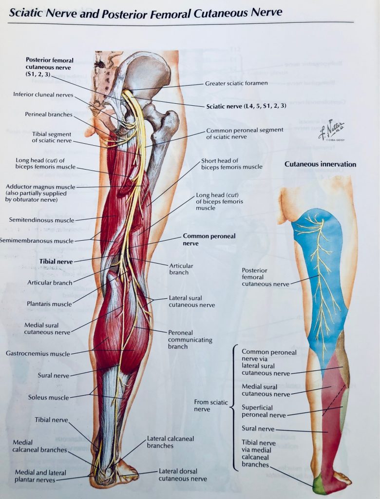 Sciatic Nerve Anatomy